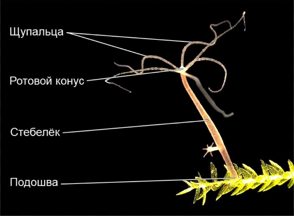 Kraken зеркало krakens13 at